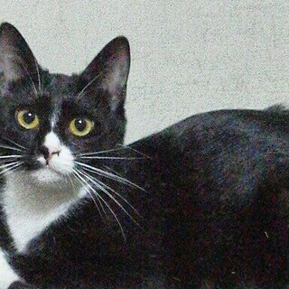 キリッと黒白女子！ボタンちゃん１才半