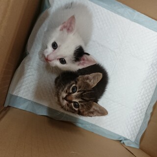 家族を探しています