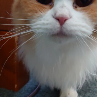 一歳半 女の子 スコティッシュフォールド