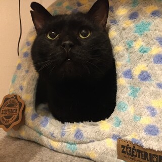 おっとり癒し系の巨猫☆真っ黒猫サンちゃん