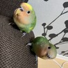 【里親決定】コザクラインコ2羽、里親さん募集です。 サムネイル2