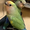 【里親決定】コザクラインコ2羽、里親さん募集です。 サムネイル3