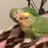 【里親決定】コザクラインコ2羽、里親さん募集です。 サムネイル4