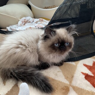 可愛いヒマラヤン