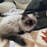 可愛いヒマラヤン サムネイル1