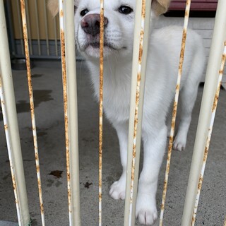 可愛い白い仔犬達