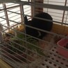 ミニウサギ ♂ご応募ありがとうございました。 サムネイル2