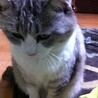 ふじがーこ