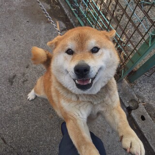 里親さんが決まりました！ありがとうございました