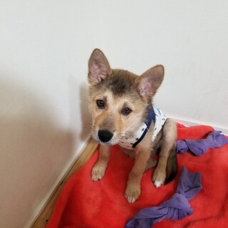 調整中のため、一旦募集を停止します。