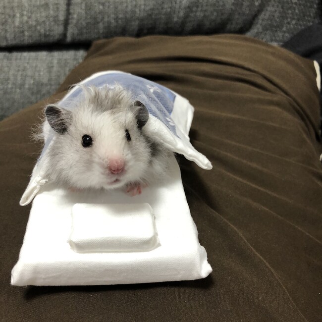 YOKOE/ﾌﾟﾛﾌ必読のカバー写真