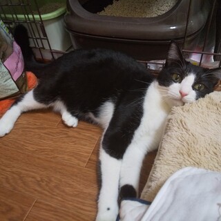 黒白ハチワレの可愛い女の子♪