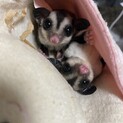 フクロモモンガ2匹
