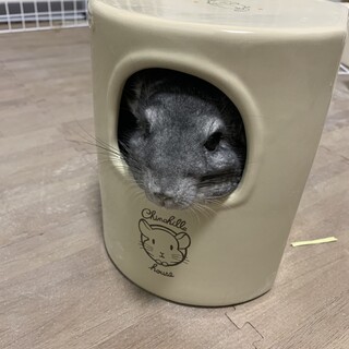 チンチラ(グレー♂)2歳里親募集です！