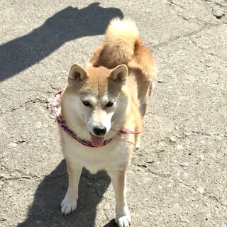 小振りの柴犬の女の子です。