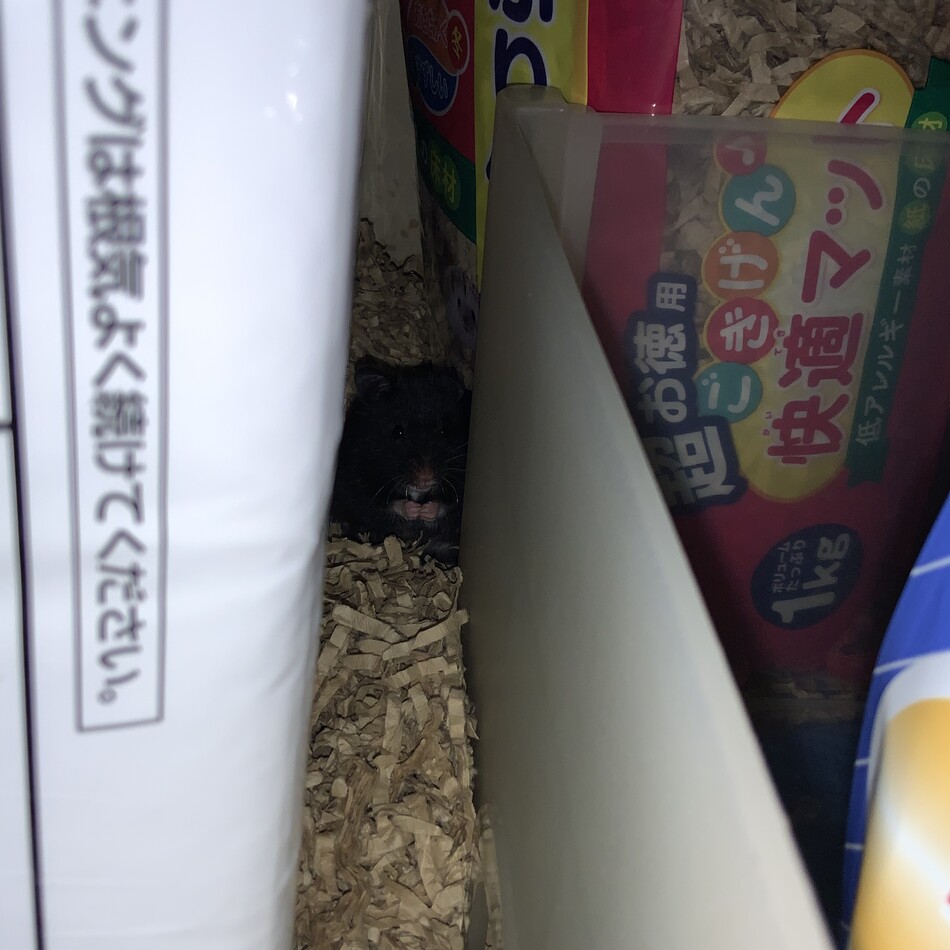くぅちゃんのカバー写真