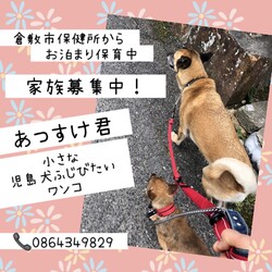 「倉敷っ子あつすけ君お泊り保育二日目→譲渡決定！」サムネイル1