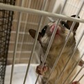 フクロモモンガ  メス 1歳