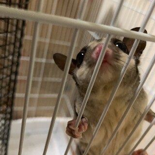 フクロモモンガ  メス 1歳