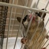 フクロモモンガ  メス 1歳 サムネイル1