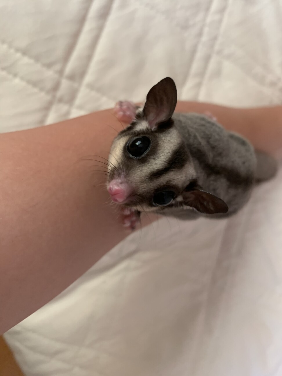 フクロモモンガ  メス 1歳 サムネイル2