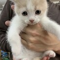 スコティッシュの仔猫〜ぐんちゃん(仮)〜