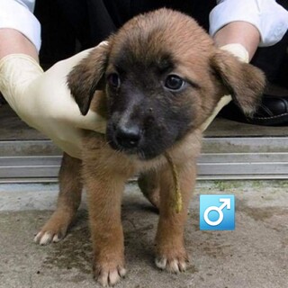 子犬ちゃんの家族を探しています