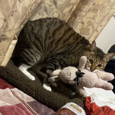 そぼろの写真