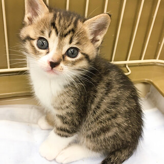 募集一時停止　可愛い過ぎ美男子☆キジ白だい君