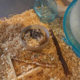 べた慣れジャンガリアン　ノーマル