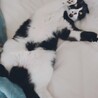 椎子