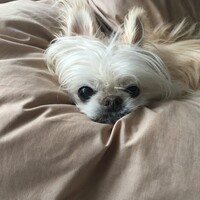 蓮華