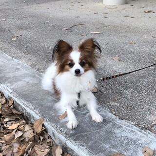 元気一杯のパピヨンを引き取ってください