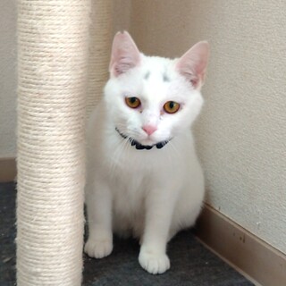 僕を家族に迎えてくださいニャ