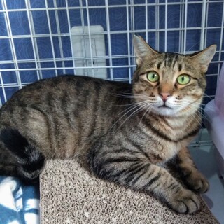 猫大好きの無邪気男子☆ベガくん