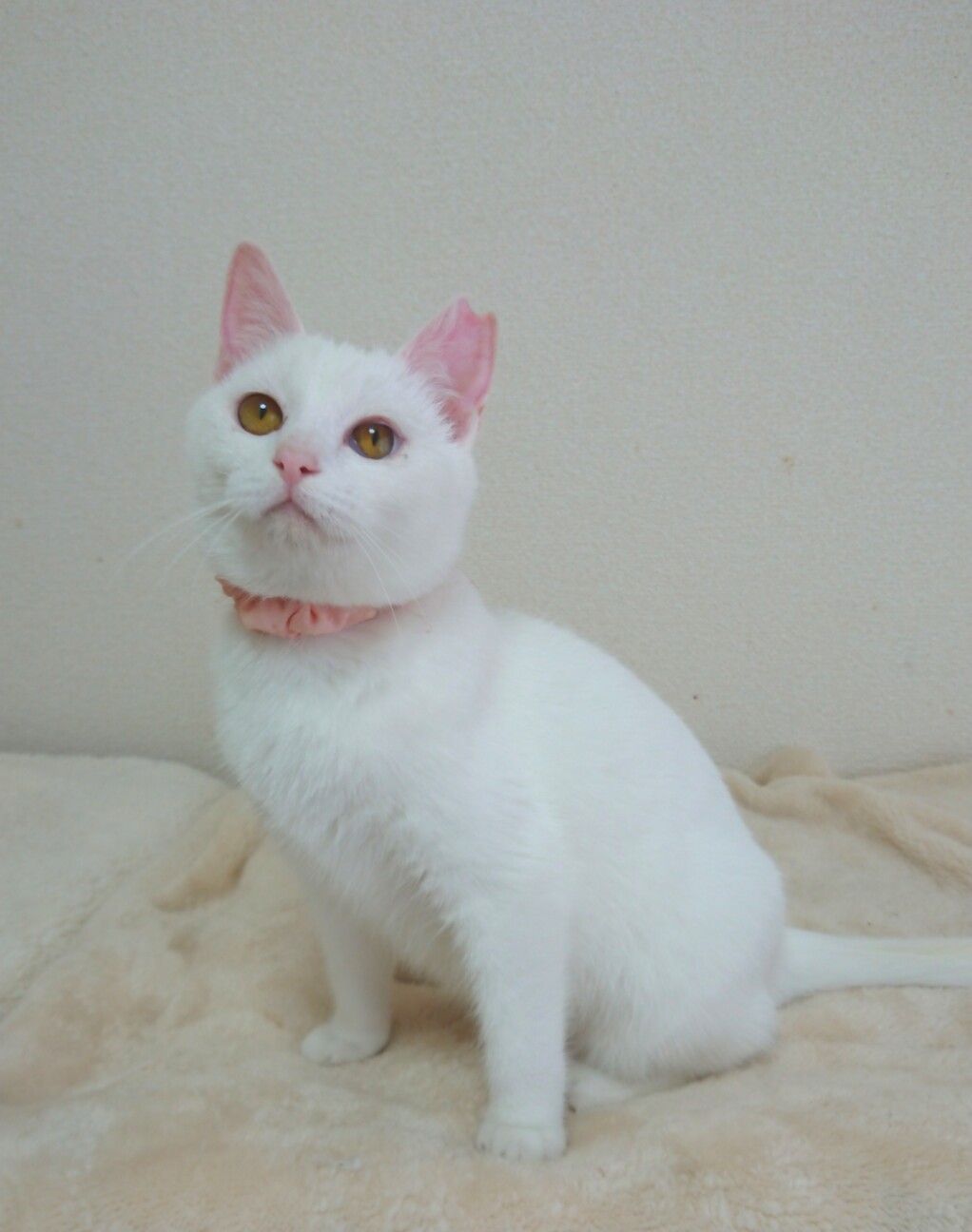 おっとり可愛い白猫あさが 茨城県 猫の里親募集 3019 ペットのおうち 月間利用者150万人