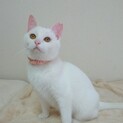 おっとり可愛い白猫あさがおちゃん