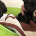 雑種(真っ黒)生後1ヵ月の子猫です。