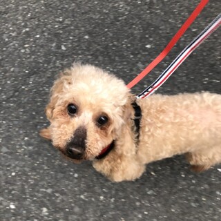 とても甘えん坊なトイプードル、みつばちリリちゃん