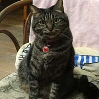 キティ