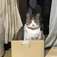 こゆき