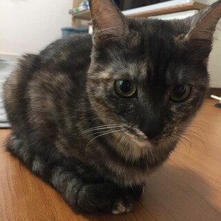 可愛いサビ猫❁.*･ﾟちょこちゃん