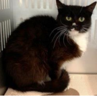 譲渡されました。