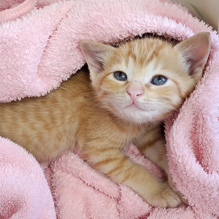 人馴れッコ！超可愛すぎる茶トラ☆とら君