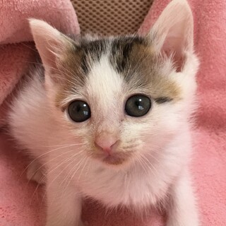 里親決定。保健所レスキューのアース君