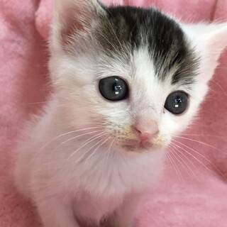 里親決定。保健所レスキューのスカイ君