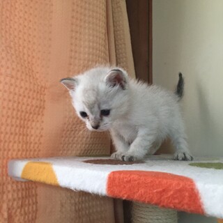 愛護センターレスキュー☆さくらちゃん1ヶ月