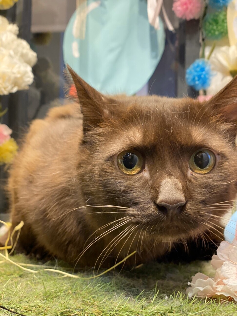 白血病キャリアですが甘え 東京都 猫の里親募集 ペットのおうち 月間利用者150万人