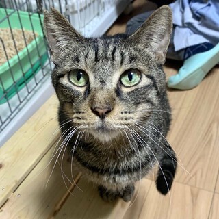 【IC】穏やかなおっとりくん！