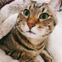 寅之介